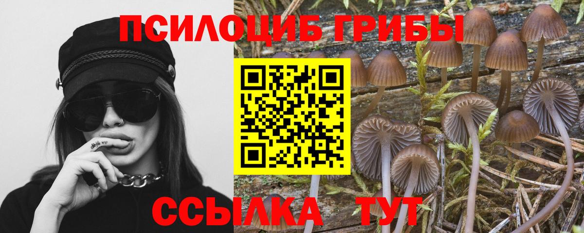 Ленинск-Кузнецкий  Псилоцибиновые грибы Cubensis  наркота  Вход с VPN 